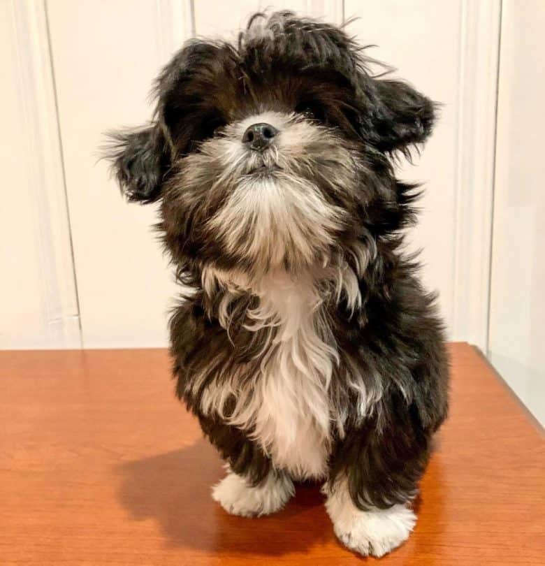 Tuxedo Shih Tzu dog portrait