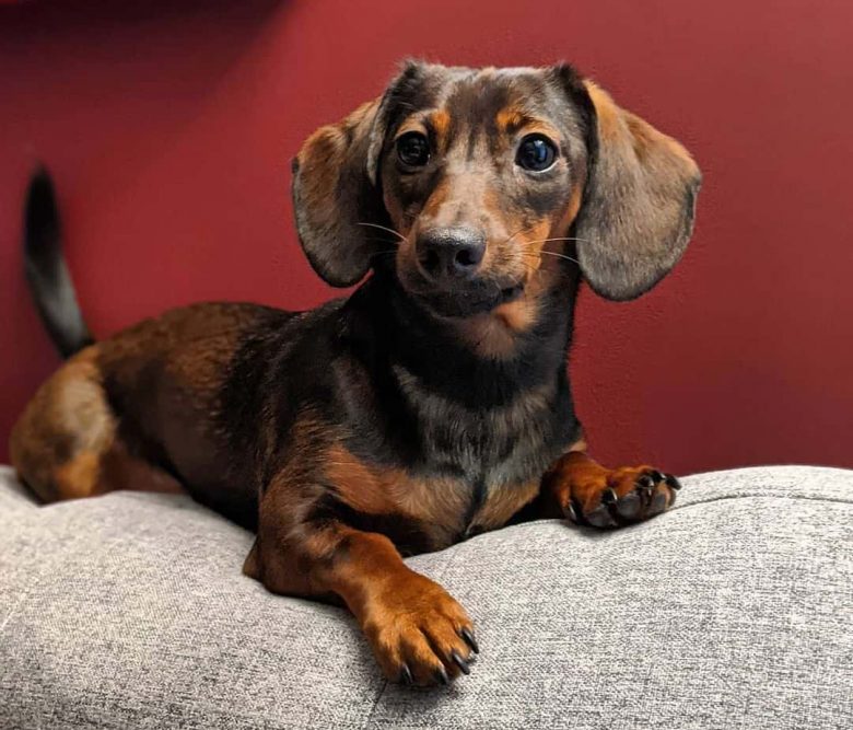 A "tweenie" Miniature Dachshund on top of the couch 