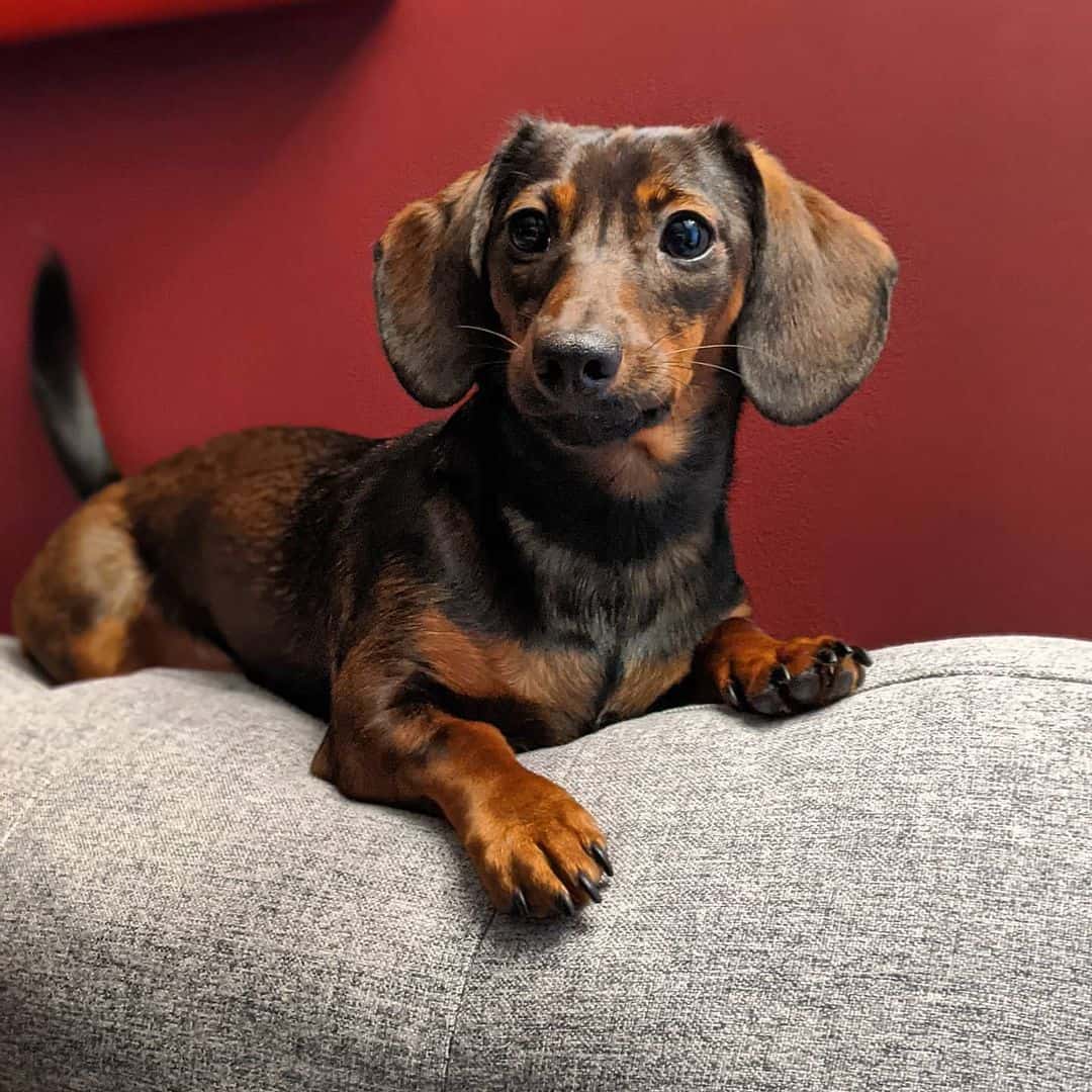 Miniature Dachsund Dog Breed Pictures, Colors, Bark, Characteristics