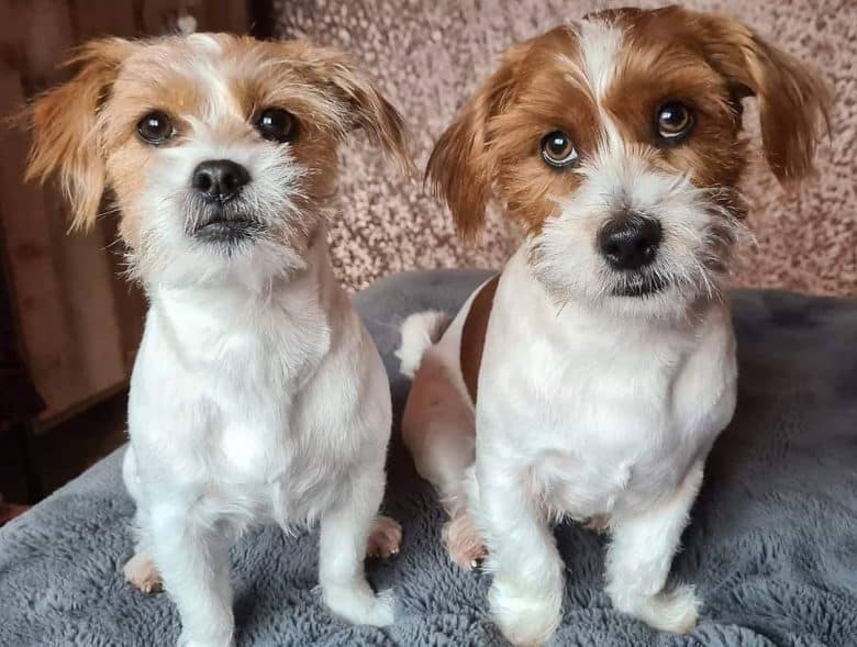 Two adorable Jack Russell Terrier and Shih Tzu mix dog waiting for treats