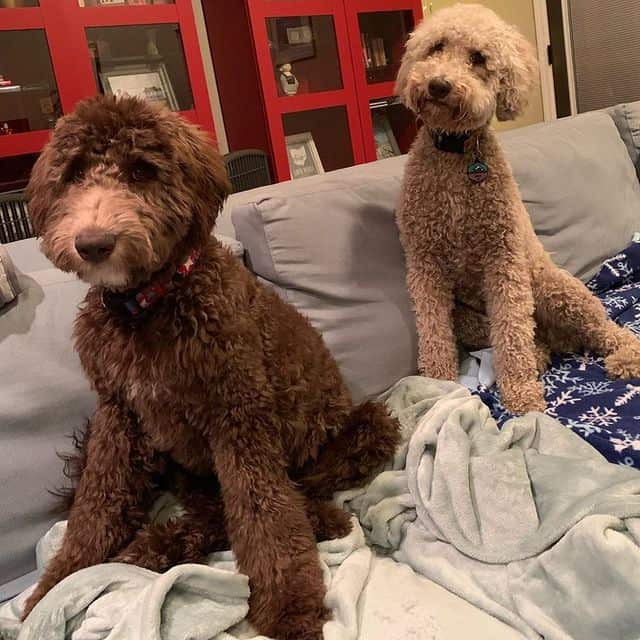 Two adorable Whoodles sitting on the sofa