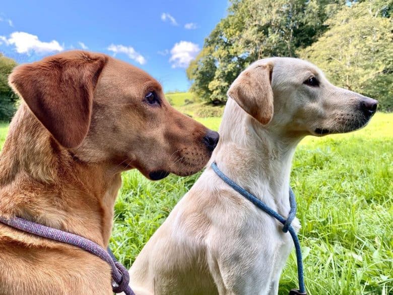 Two American Labrador dogs looking afar