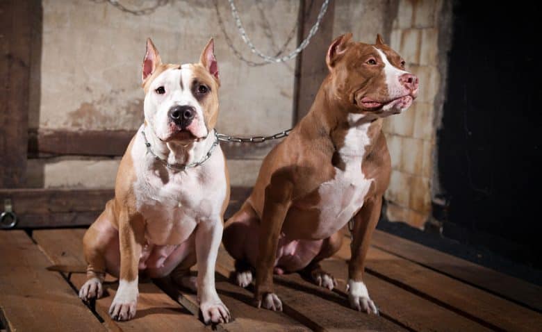 Two American Pit Bull Terriers