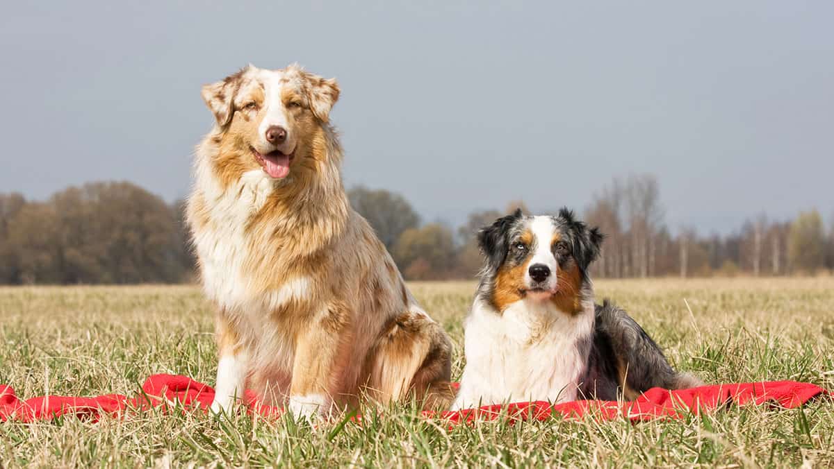 Get Know the Loyal Intelligent Australian Shepherd - K9 Web