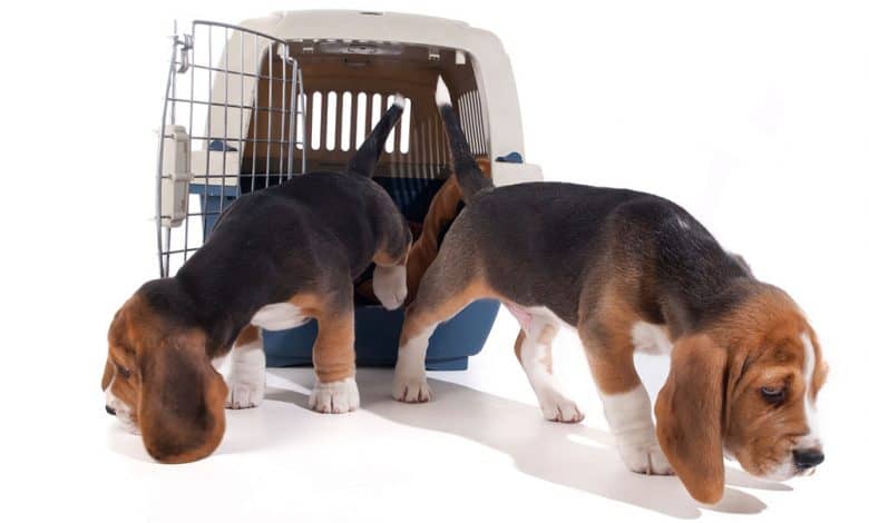 Two Beagle puppies out of the cage