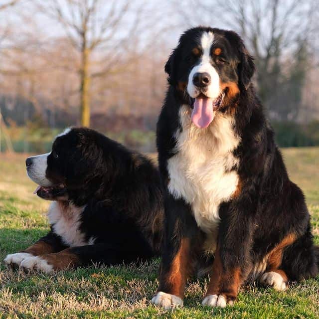 Two Bernese Mountain dogs relaxing on a field