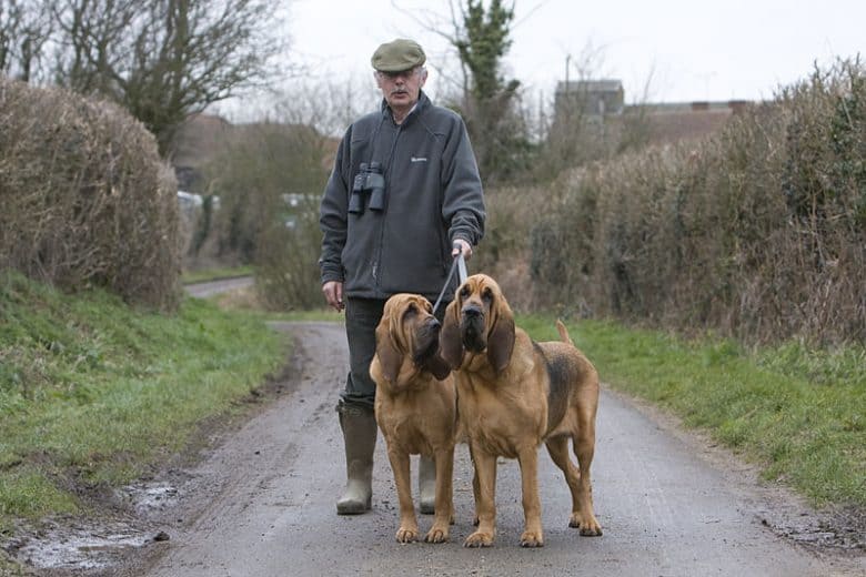 Two Bloodhound dogs on a trail