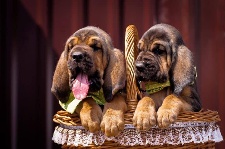two Bloodhound puppies on a basket