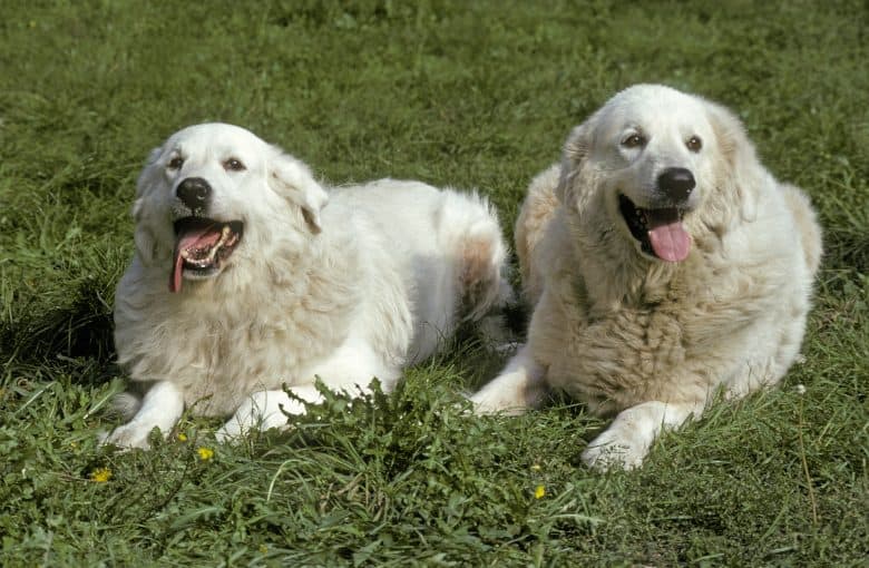 Two cheerful Great Pyrenees dogs relaxing on the grass