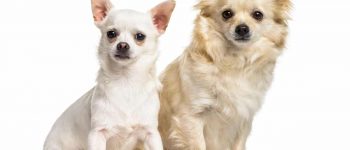 Portrait of two Chihuahua dogs