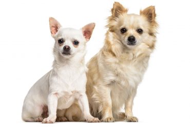 Portrait of two Chihuahua dogs