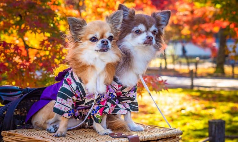 Two Chihuahua dogs in an autumn park