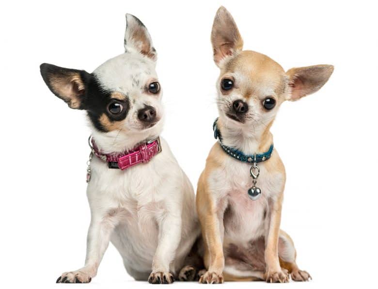 Two Chihuahuas wearing collars