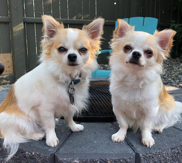 Two cute Chihuahua dogs posing outdoor