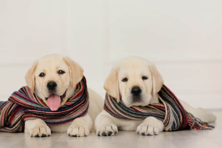 Two cute Labrador Retriever puppies wearing their scarves