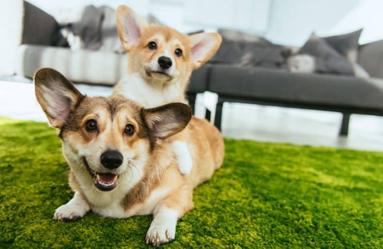 Two cute Welsh Corgi dogs laying on the green lawn