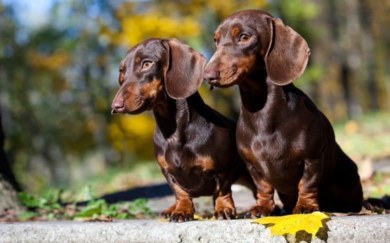 Two Dachshund puppies in an autumn forest