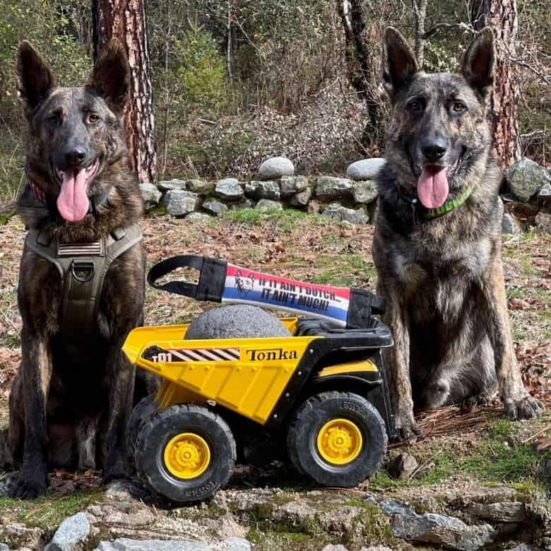 two Dutch German Shepherds with toy truck