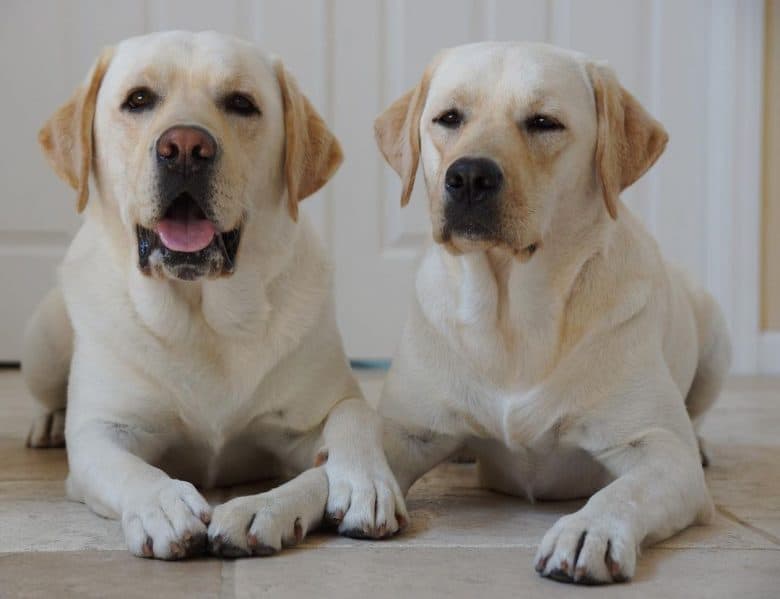 Two English Labrador retrievers lying on the floor