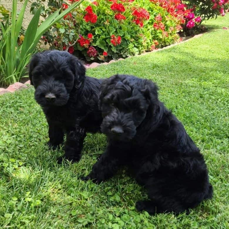 Two Giant Schnauzer puppies