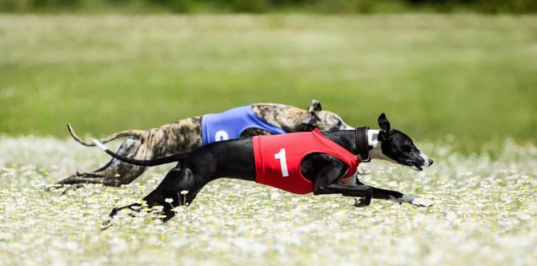 Two Greyhound dogs competing in a chamomile field