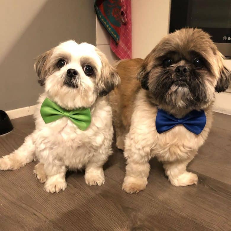 two handsome Shih Tzu sitting