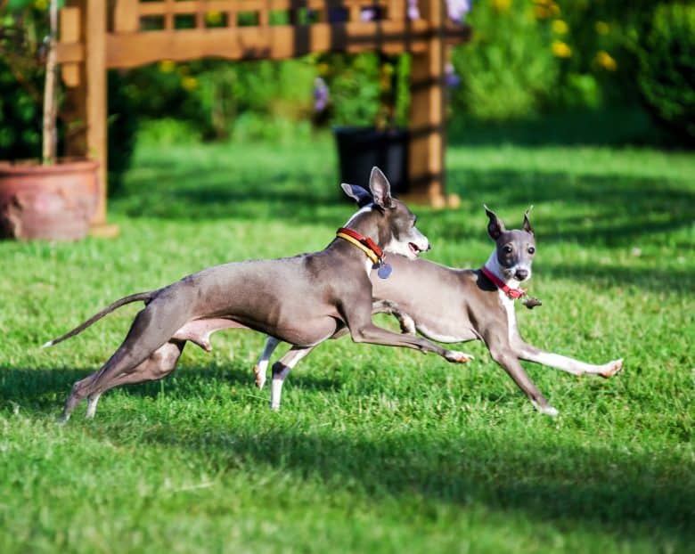 Two playful Italian Greyhound dogs