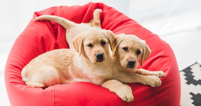  två Labrador Retrievers liggande på röd väska stol