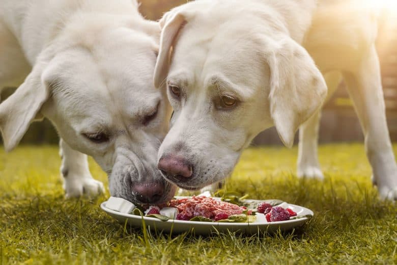Two Labrador Retriever dogs sharing food