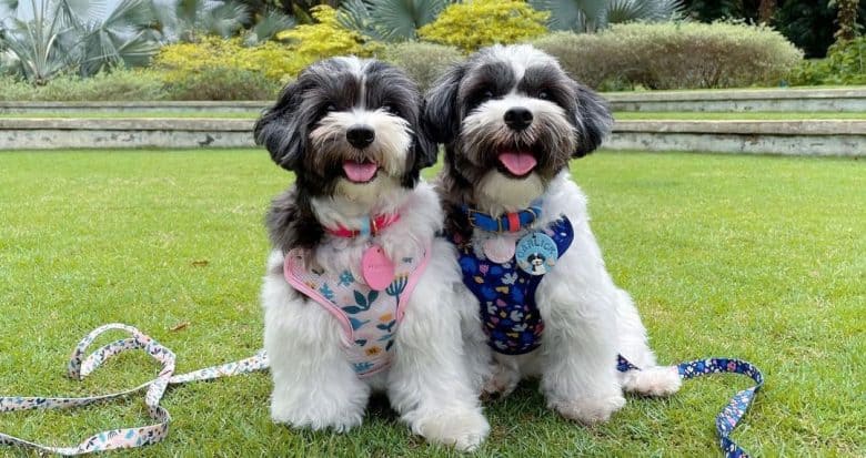 Two Maltese and Shih Tzu mix dog in a park