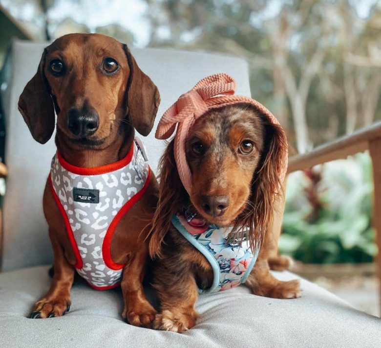 An image of Miniature Dachshund sibling lounging