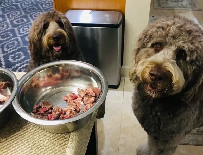 Two adorable Newfypoo patiently waiting for their meal