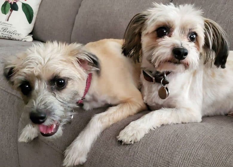 Two Papillon and Shih Tzu mix dogs lying on the couch