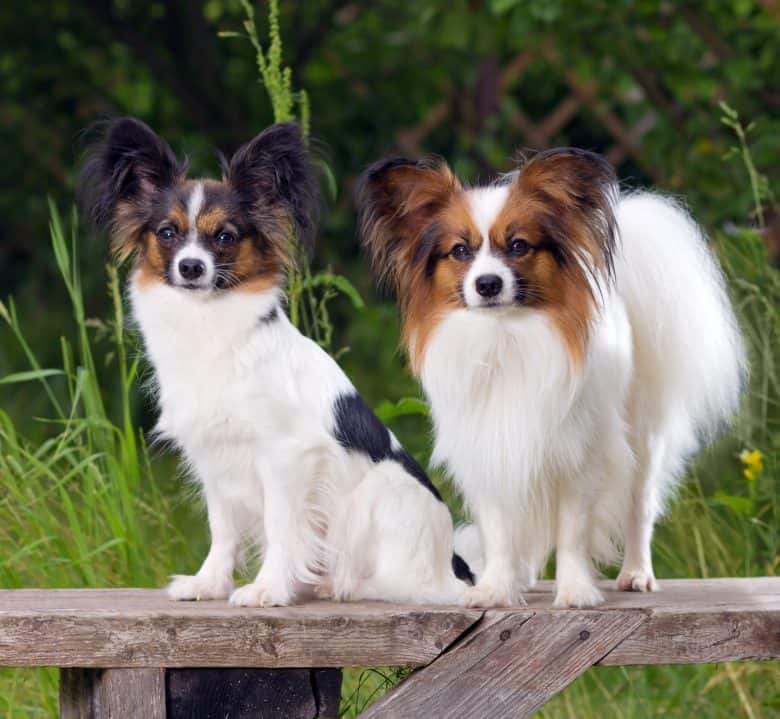 Two Papillon dogs on a bench
