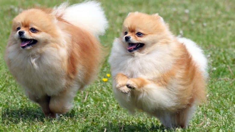 Two Pomeranian dogs playing on the field