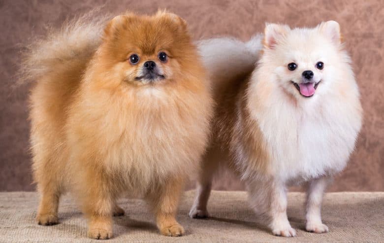 Two Pomeranian dogs with a paw cut hairstyle