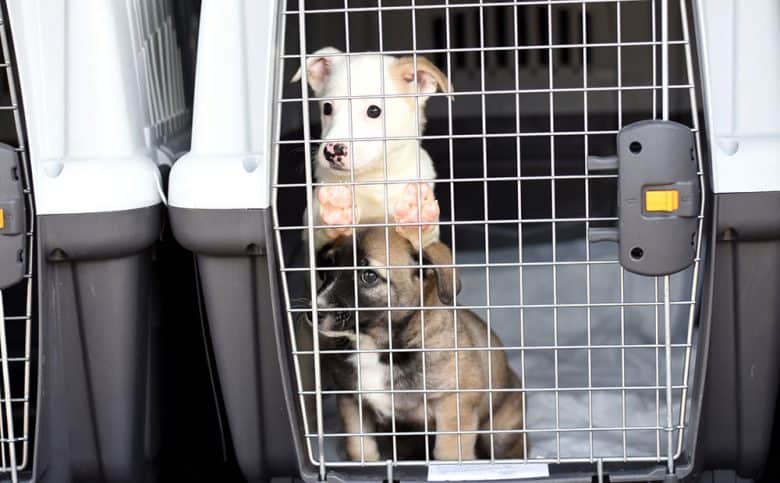 Two puppies inside a plastic transporting cage