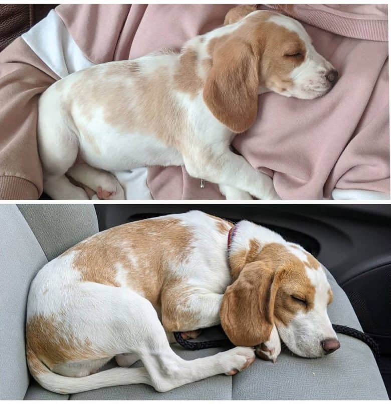 Two sleeping lemon white Beagle dogs