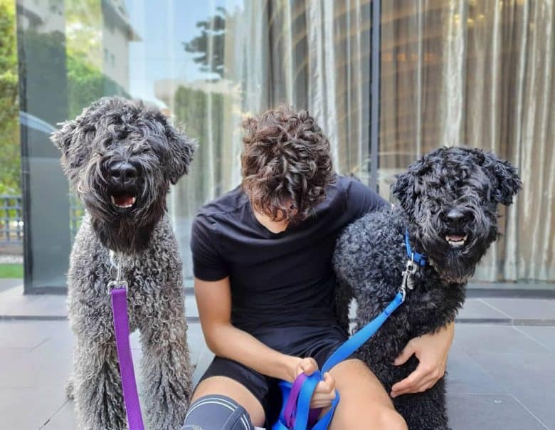 Two smiling Kerry Blue Terrier with their pet sitter