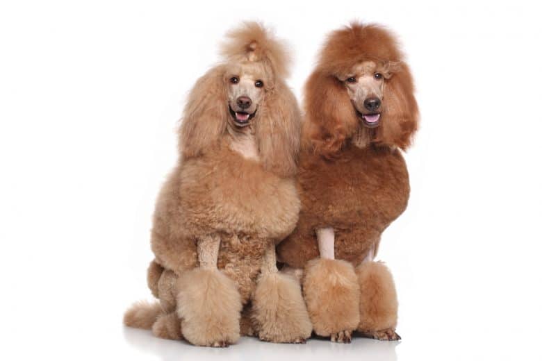 A portrait of two Standard Poodles sitting on white background