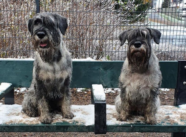 Two Standard Schnauzer dogs sitting on the bench outside