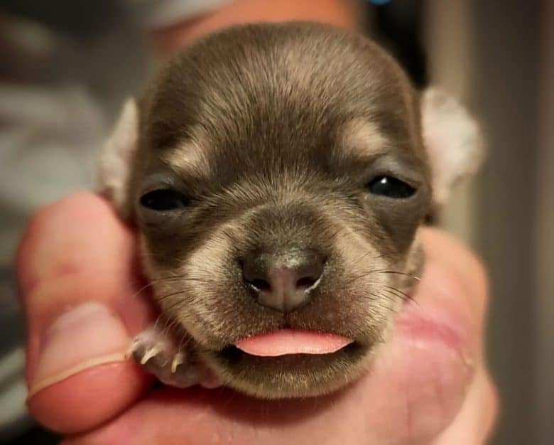 Two week old Chihuahua puppy
