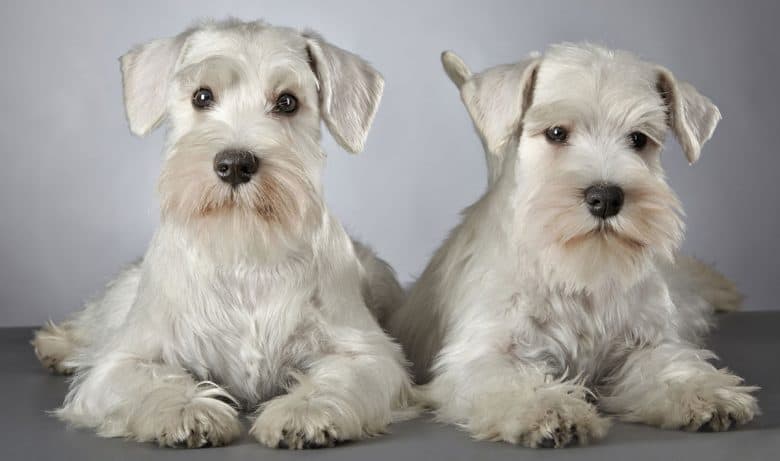 Breed Info Veterinarians Humble Atascazoo Animal Hospital 48 OFF