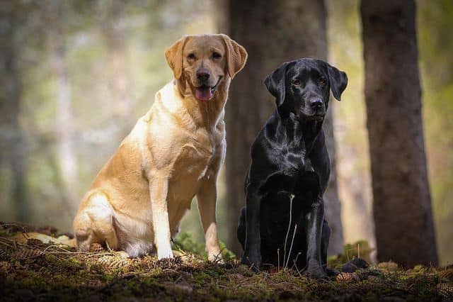 Yellow and Black Labrador Retriever dogs sitting beside each other