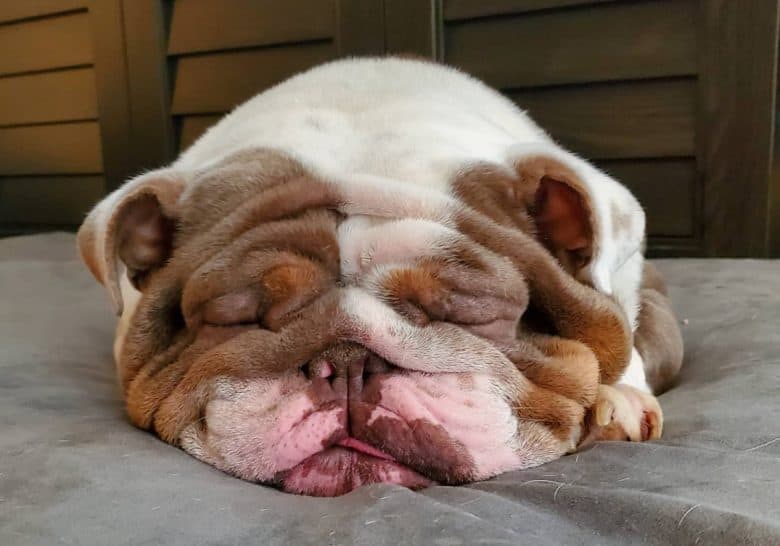 A very tired British Bulldog snoozing