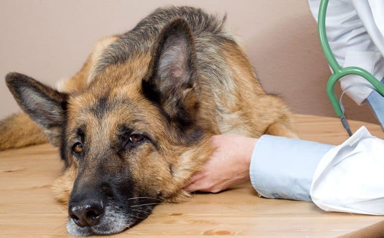 A Veterinarian examining a sick German Shepherd dog