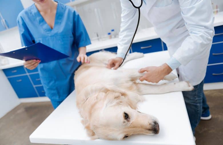 A Veterinarian checks the heartbeat of the sick Labrador dog