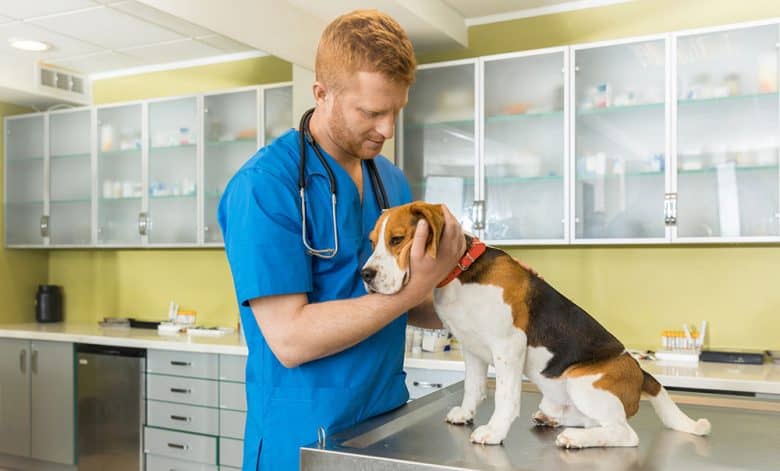 Veterinarian taking care of the Beagle dog at the clinic