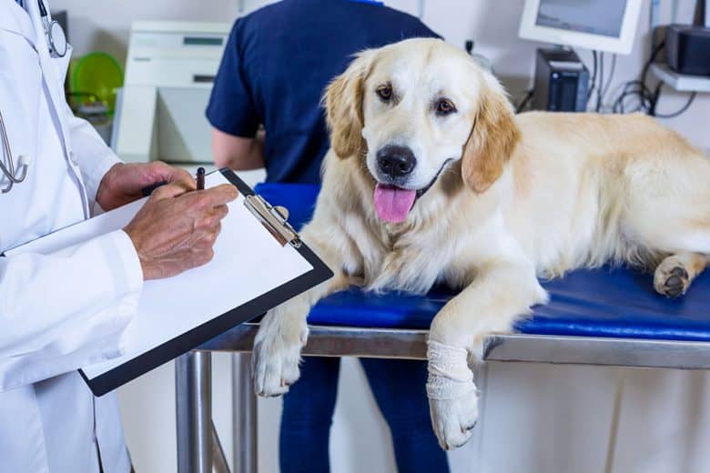 Veterinarian taking observation notes on a sick Labrador Retriever dog