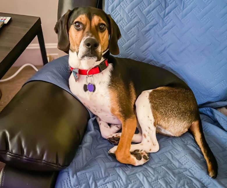 Walker Coonhound Beagle mix dog lying on the couch